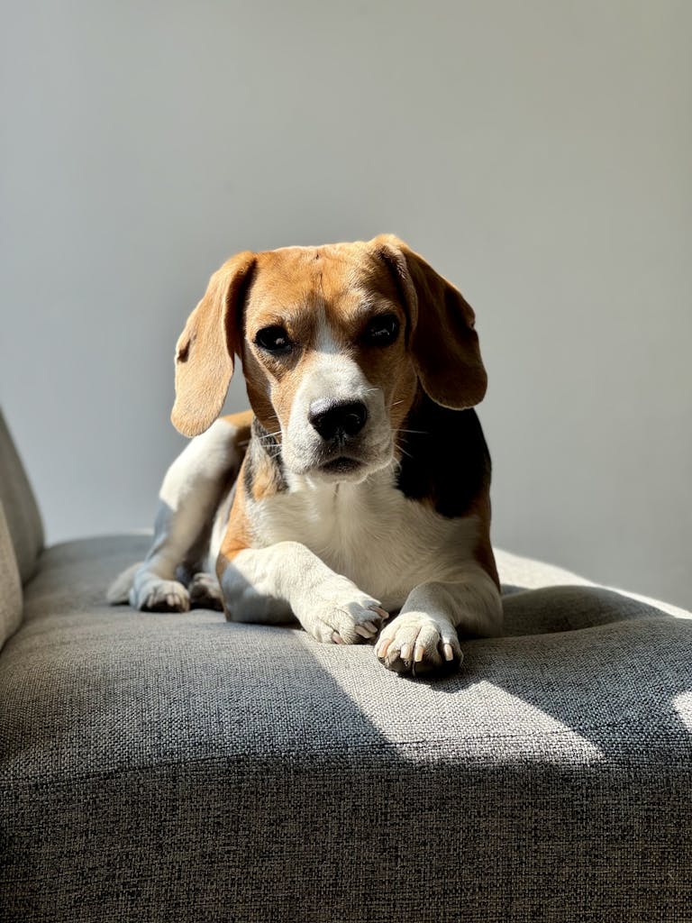 Adorable beagle puppy lounging on a couch in warm sunlight, CDMX, Mexico.