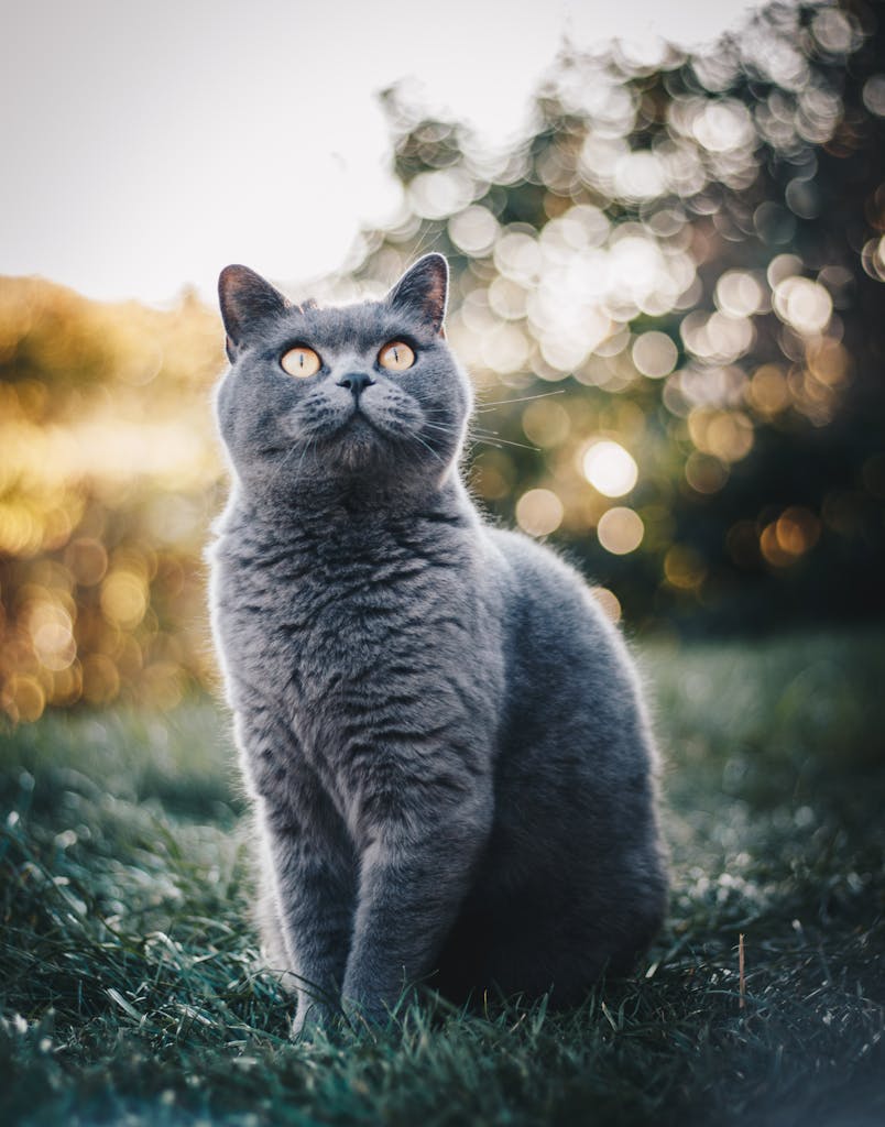 Adorable British Shorthair cat sitting on grass with a serene bokeh background.