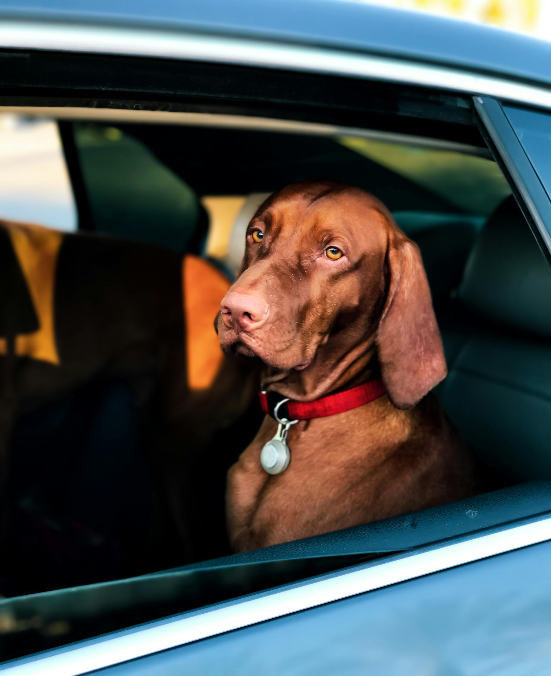 Adorable brown dog sitting in a car window enjoying the ride in Long Beach, CA.