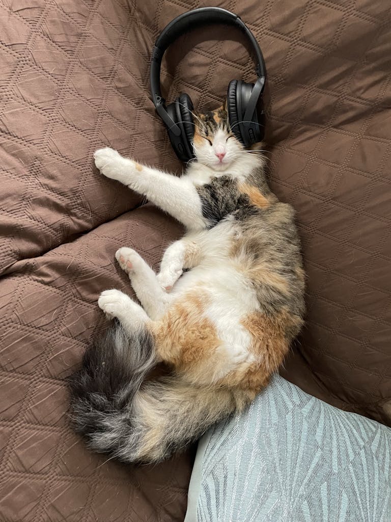 Adorable calico cat resting on a bed with headphones, enjoying a peaceful nap.