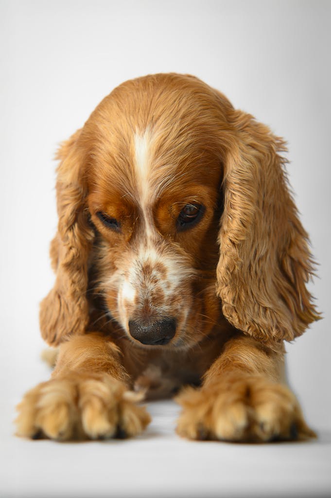 Adorable Cocker Spaniel puppy lying down against a white backdrop, showcasing its soft, wavy ears.