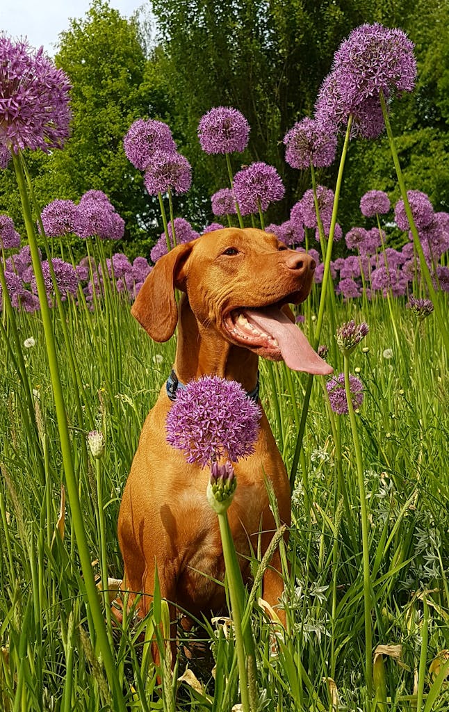 Adorable dog enjoying a sunny day in a field full of blooming purple alliums.
