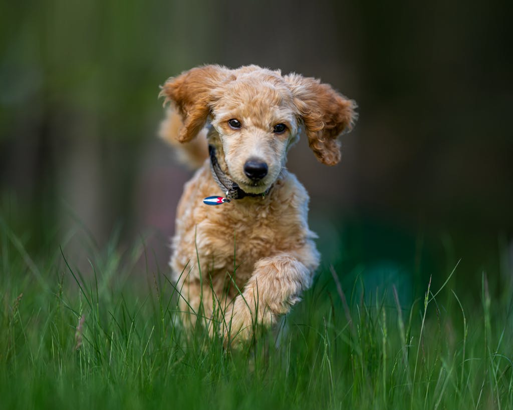 Adorable poodle puppy joyfully running through lush green grass, showcasing its lively spirit.
