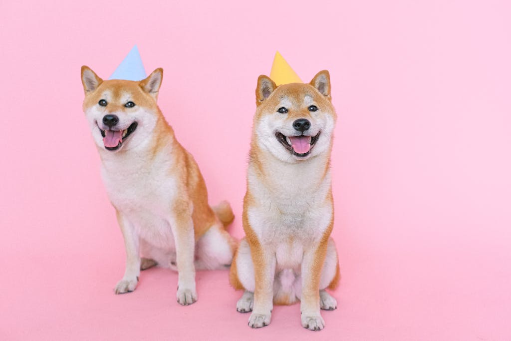 Adorable Shiba Inus in party hats posing against a vibrant pink backdrop.