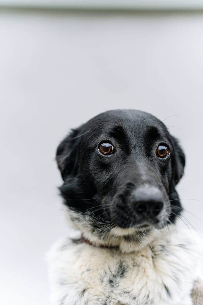 Adorable Stabyhoun dog with a cute expression in a studio setting.