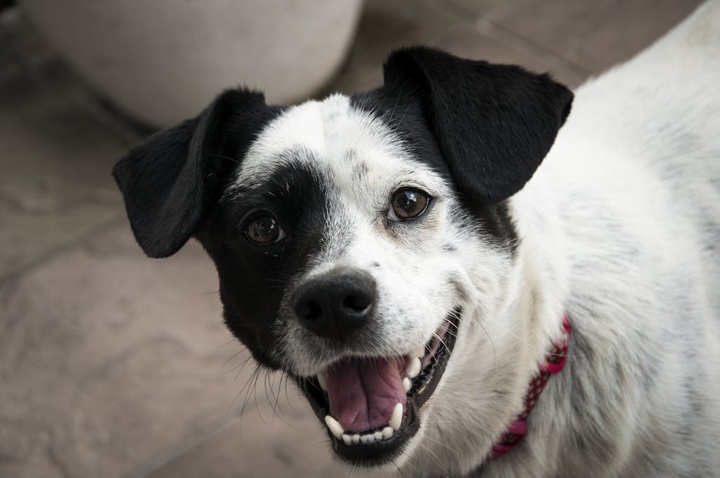 Adorable terrier mix dog with black and white fur looking curious and happy.