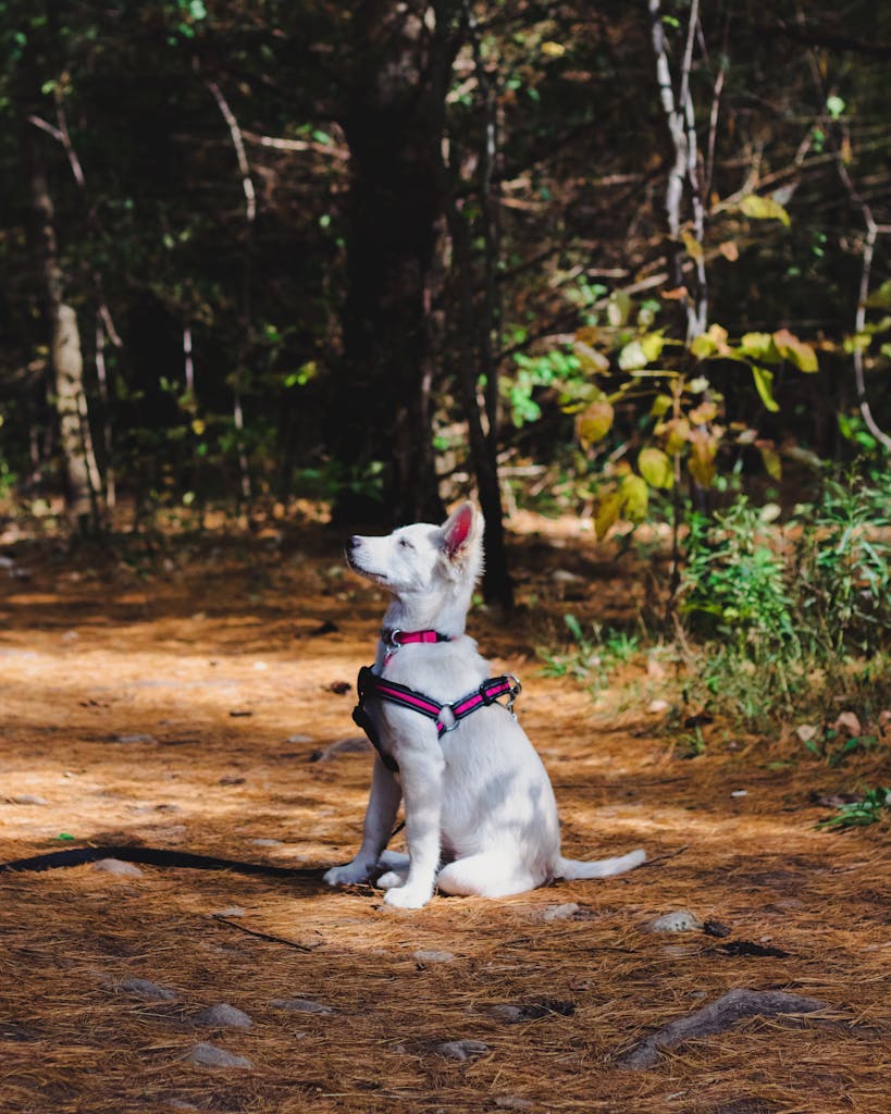 Adorable white Swiss Shepherd dog seated in a sunlit forest, showcasing nature's beauty.