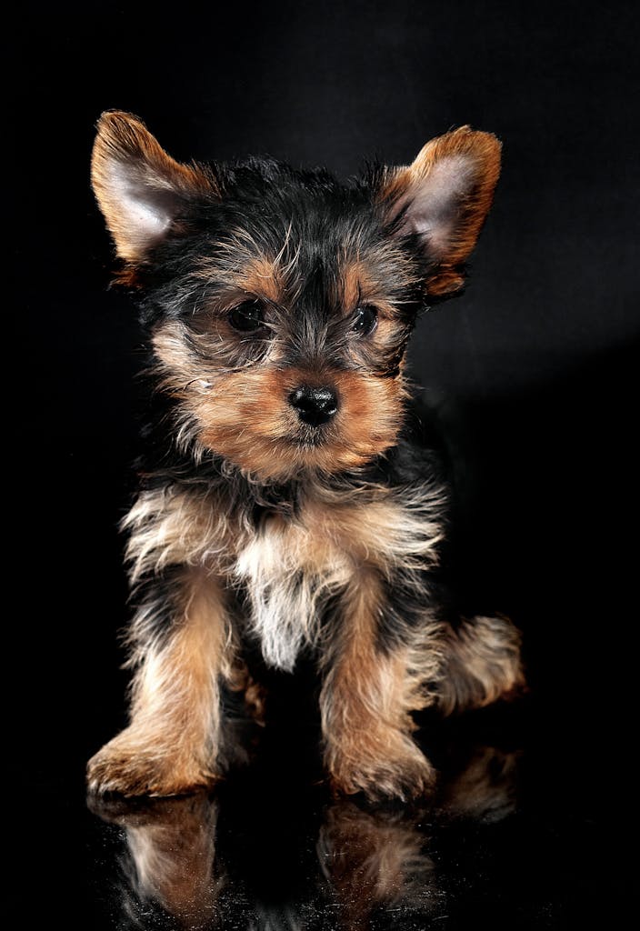 Adorable Yorkshire Terrier puppy sitting on a glossy black background, exuding cuteness.