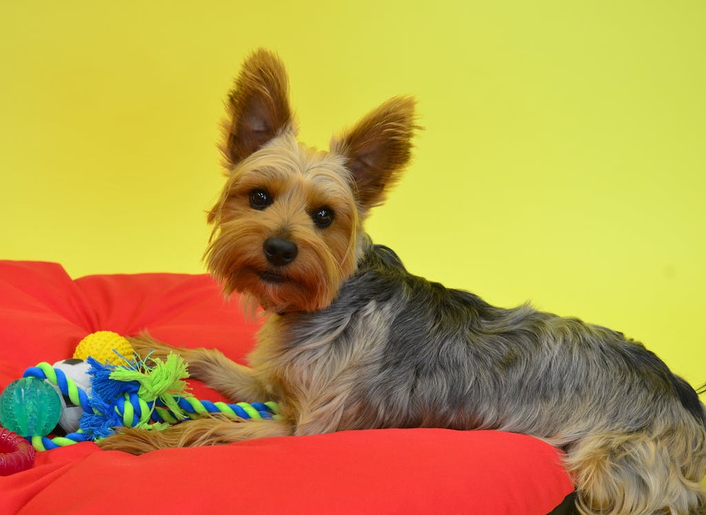 Adorable Yorkshire Terrier with colorful toys on a warm yellow background.