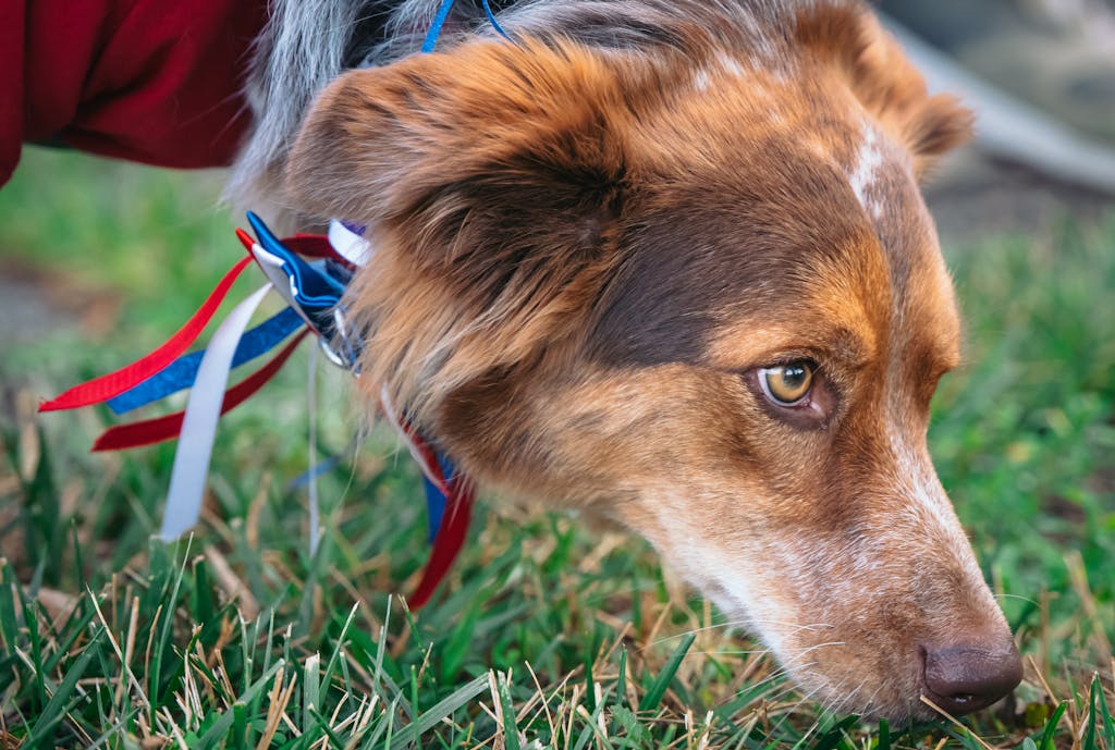 An Australian Shepherd dog with a ribbon sniffs the grass closely outdoors.