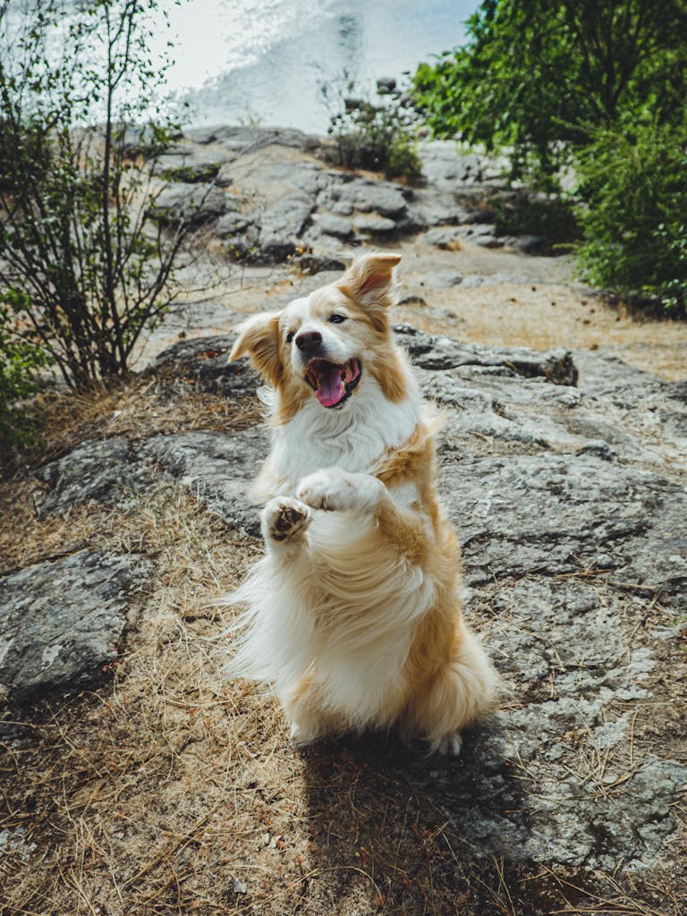 An Australian Shepherd joyfully performs a trick in a scenic outdoor setting, exuding happiness.