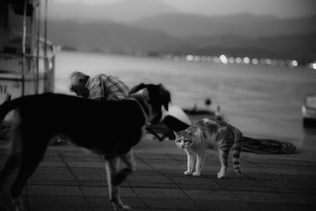 Black and white photo of a cat and dog by the sea at sunset.
