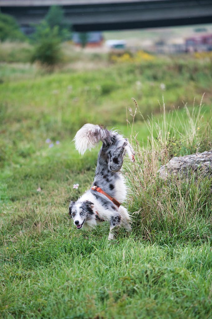 Border Collie