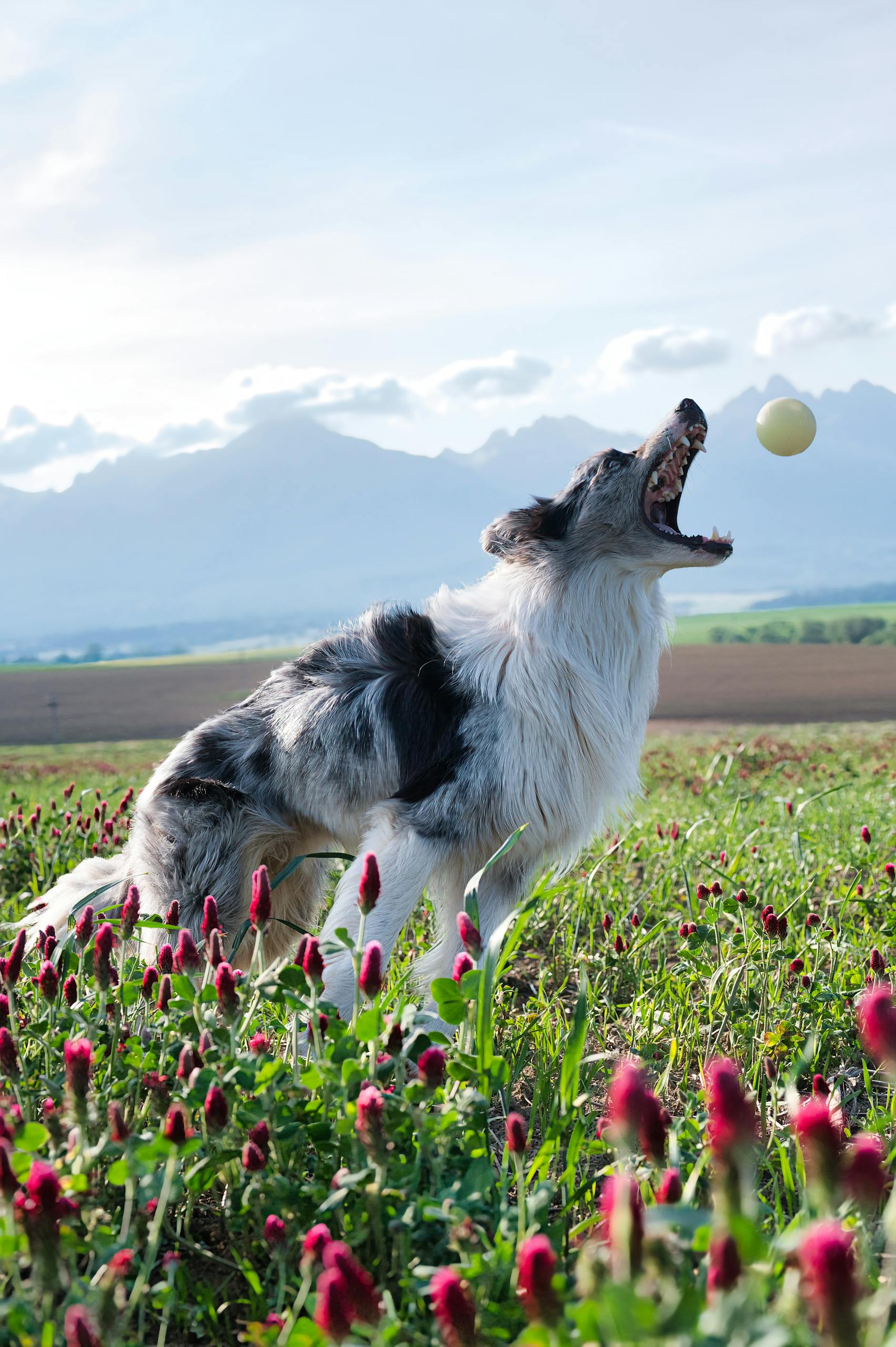 Border collie catching a ball in a scenic Poprad field with mountains in the background.