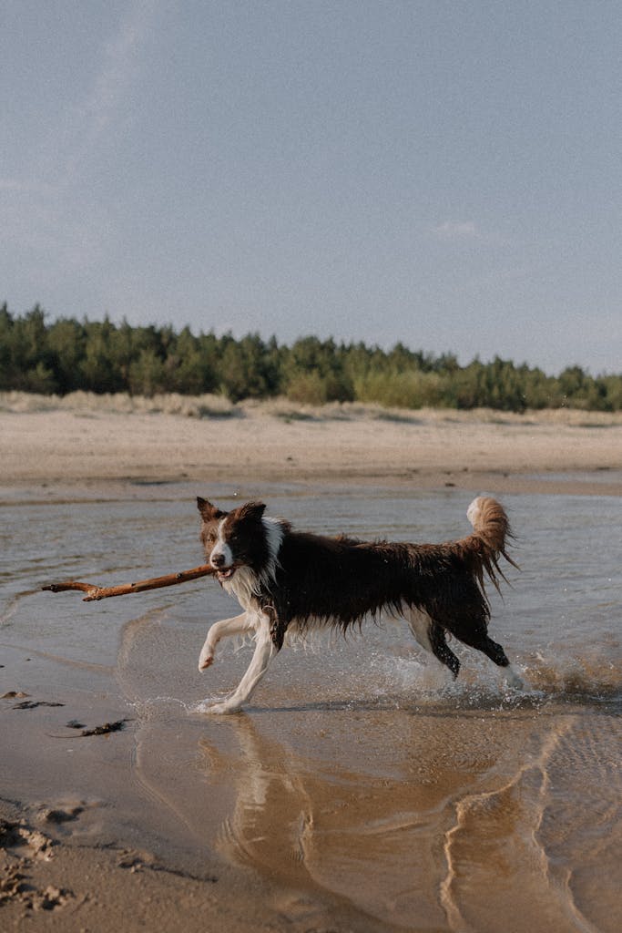 Border Collie joyfully running with a stick on a sunny beach day.