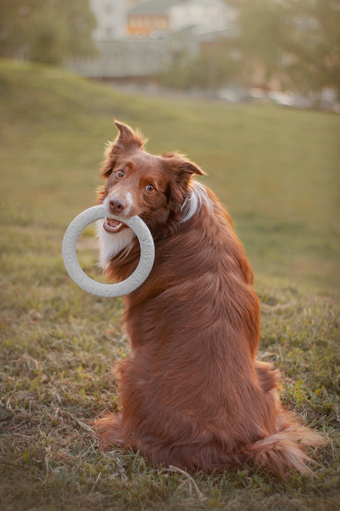 Brown dog sitting on grass holding a ring toy, looking back playfully.