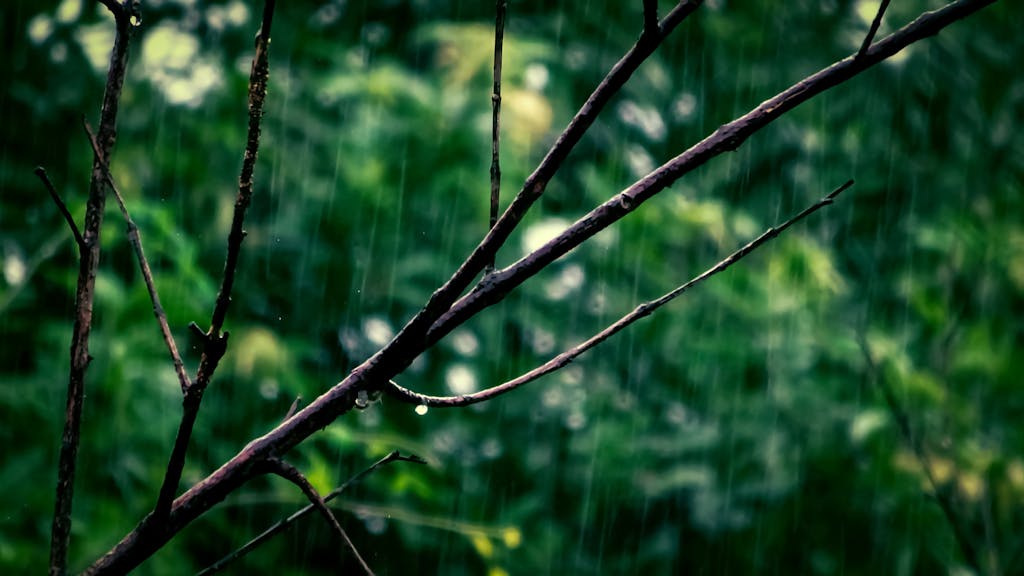 Capture of rainy day with droplets on a branch amidst greenery.