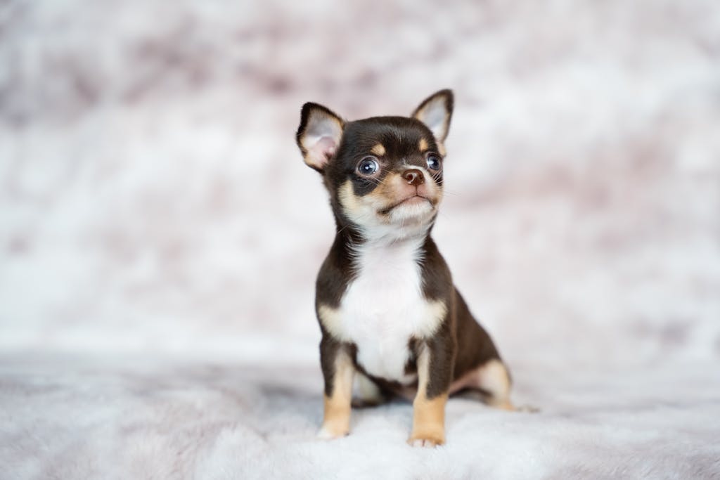 Charming chihuahua puppy with brown and white fur on a cozy blanket, looking inquisitive.