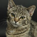 Katzen
