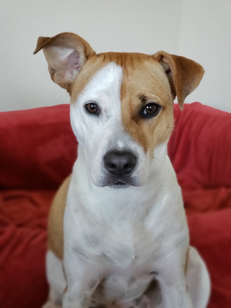Charming mixed breed dog sitting indoors on a red blanket, looking intently at the camera.