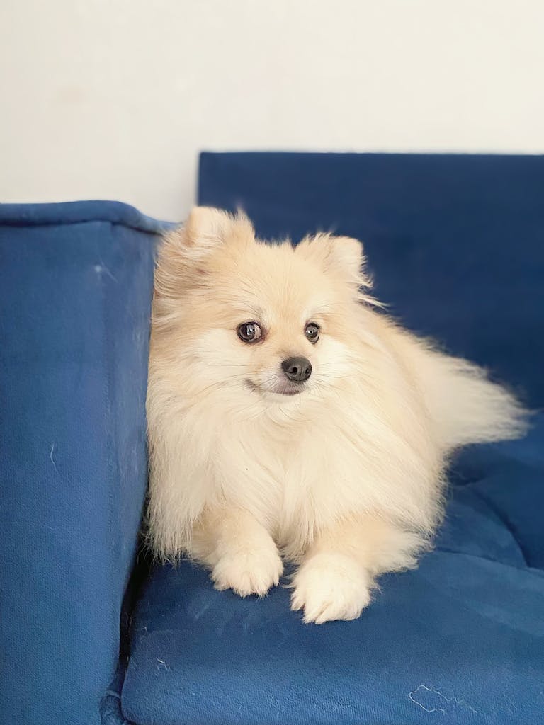 Charming Pomeranian dog resting comfortably on a plush blue sofa.