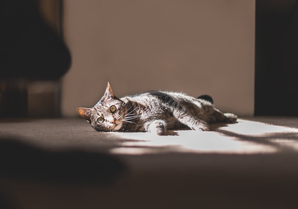 Charming tabby cat lying on a carpet basking in warm sunlight indoors.