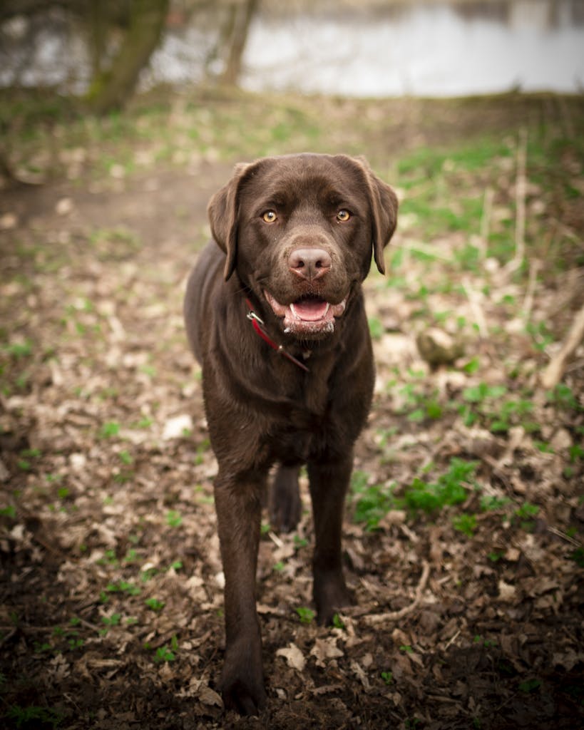 Chocolate Labrador Retriever standing on a forest path, surrounded by fallen leaves.