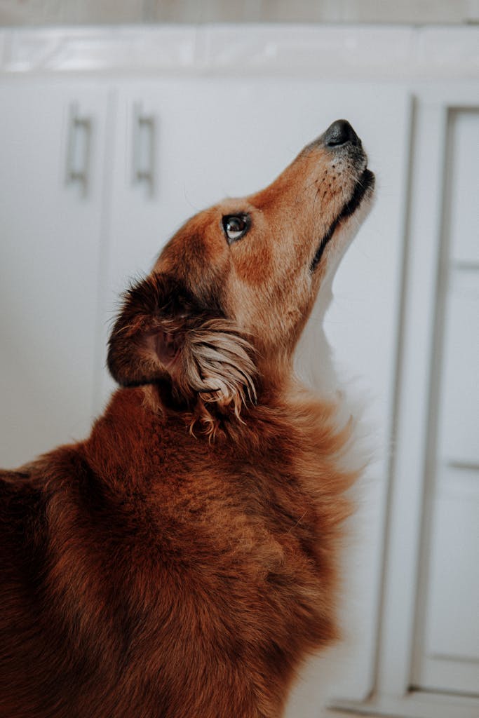 Close-up of a brown dog looking upwards, showcasing its expressive gaze in an indoor setting.