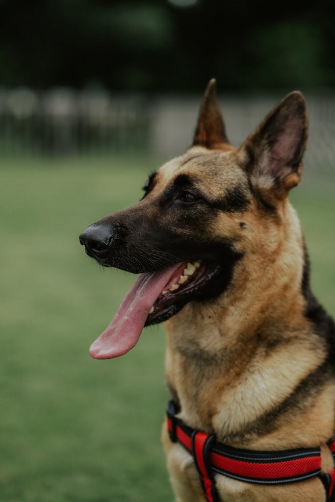 Close-up of a German Shepherd dog with open mouth, wearing a red harness, outdoors.
