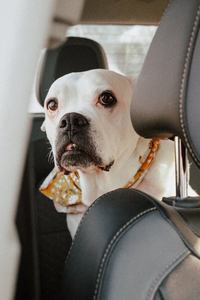 Close-up of a white Boxer dog with a yellow bandana sitting in the backseat of a car.