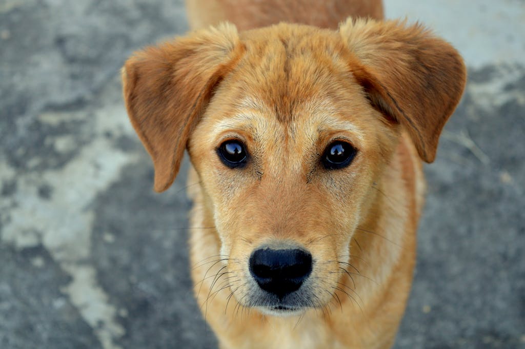 Close-up portrait of a cute puppy with an endearing expression and soft fur.