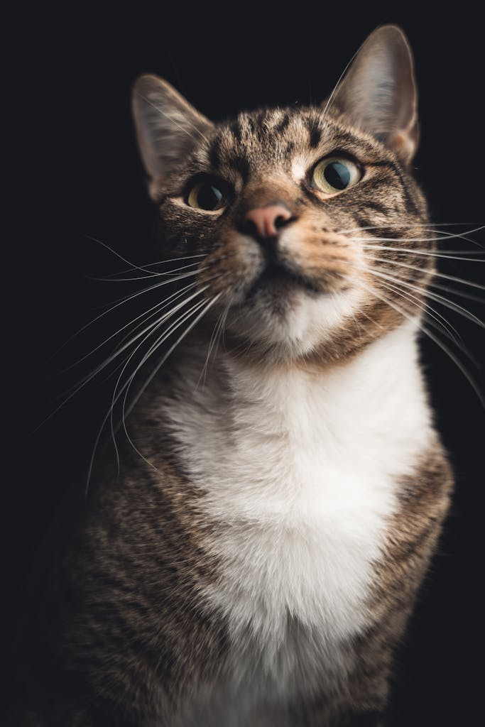 Close-up portrait of a domestic cat against a dark background, emphasizing its eyes and whiskers.