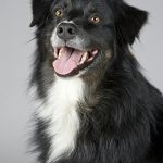 Hunde