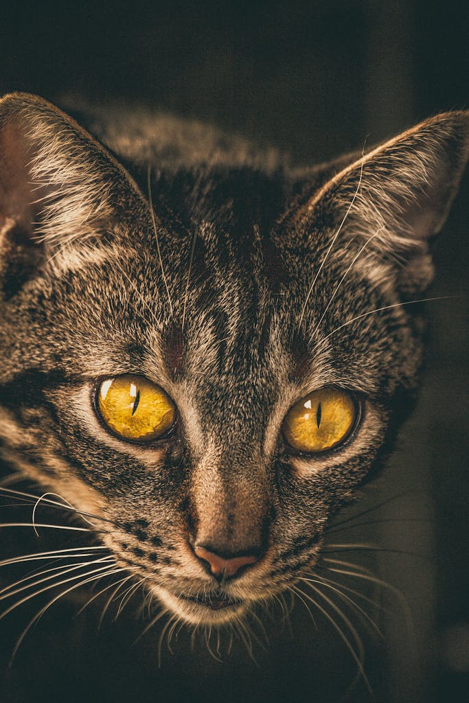 Close-up portrait of a tabby cat with striking yellow eyes and detailed fur, captured indoors. Perfect for pet enthusiasts.