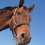 Hoftiere