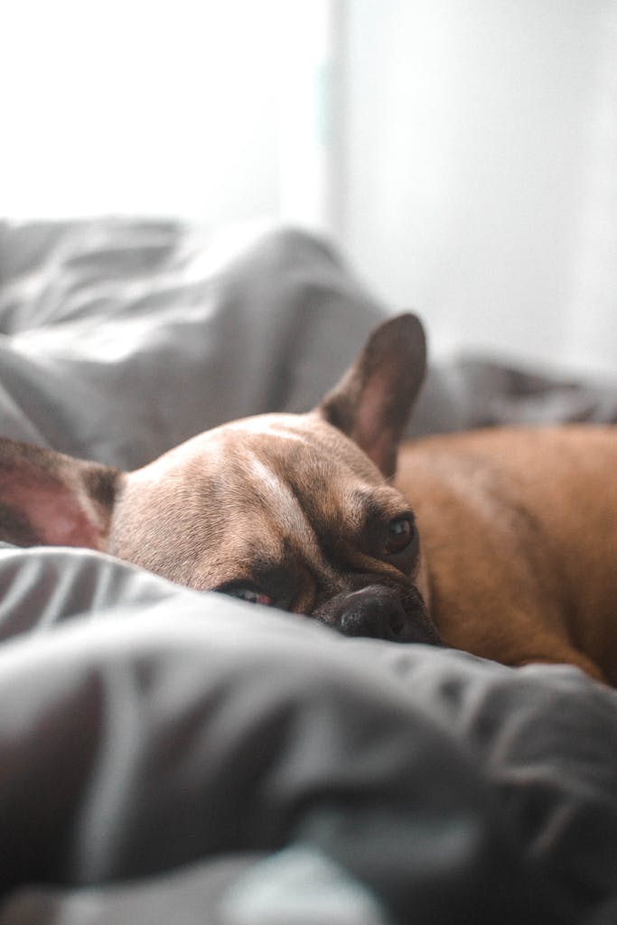 Cozy French Bulldog lying comfortably on a gray blanket indoors.