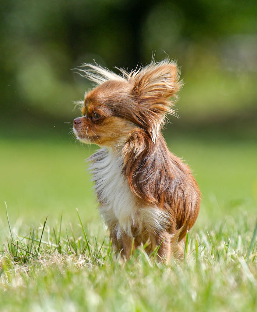 Cute brown and white Chihuahua puppy enjoying a breezy day in the grass, showcasing its fluffy fur.