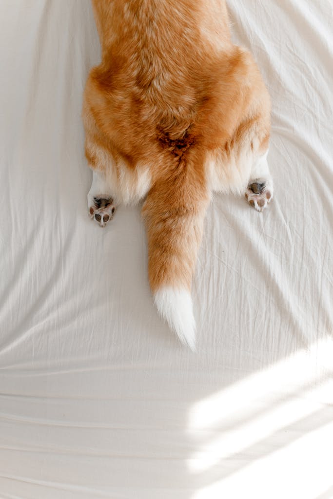 Cute Corgi laying with paws stretched, showing fluffy tail on a bright white bed.