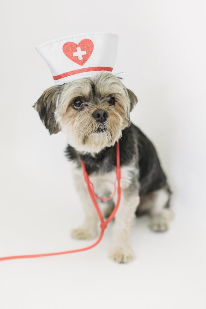 Cute dog dressed as a nurse with stethoscope on a white background, exuding charm.