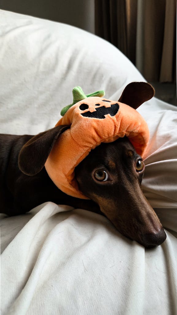 Cute dog dressed in a pumpkin hat, lying on a bed, perfect for Halloween themed images.