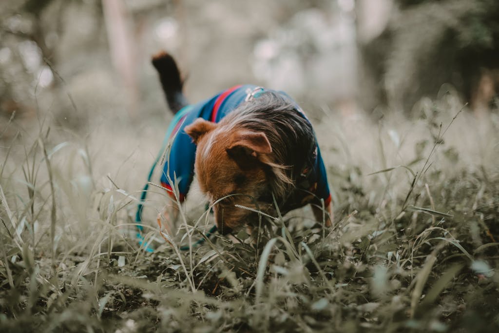 Cute dog exploring grassy area with focused interest in São Paulo park.