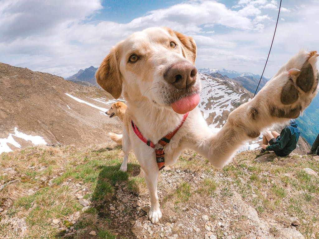 Cute dog poses with paw raised on a scenic mountain hike with snow-capped peaks.