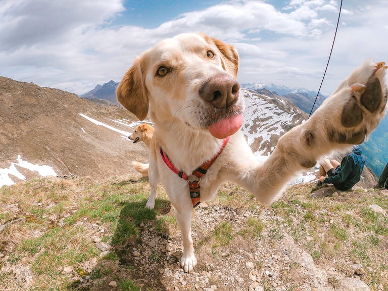 Cute dog poses with paw raised on a scenic mountain hike with snow-capped peaks.