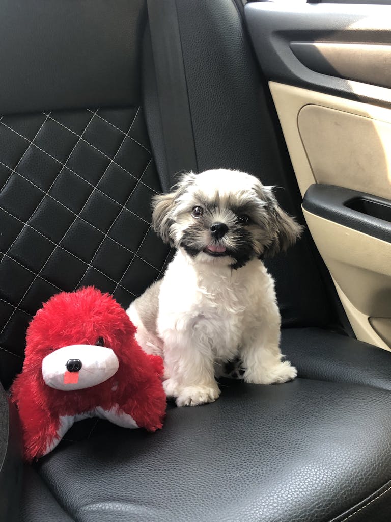Cute Shih Tzu puppy sitting in a car seat with a red stuffed toy, looking playful and happy.