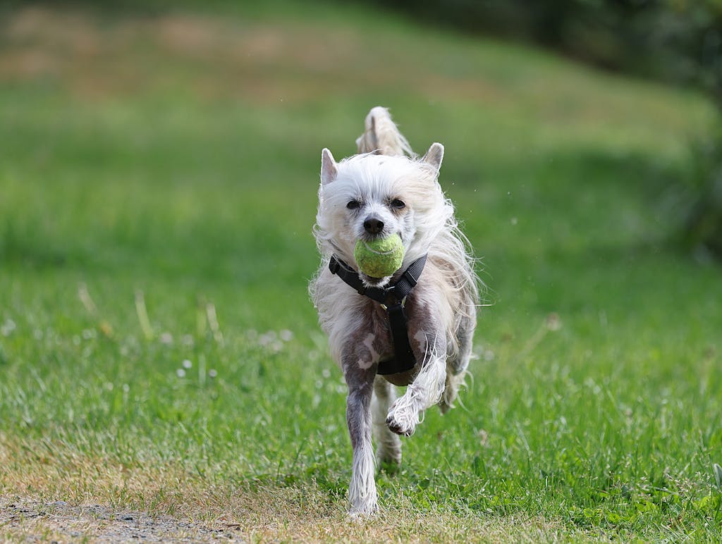 Energetic Chinese Crested Dog running outdoors with a tennis ball. Perfect representation of playful pet behavior.