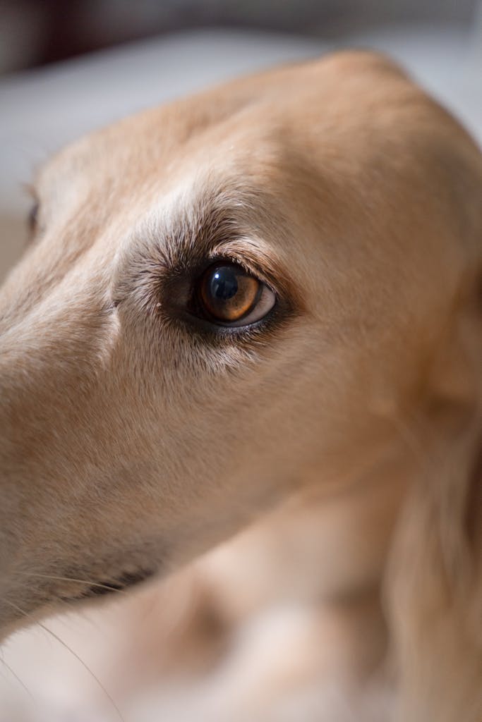 Focused shot of a greyhound's eye indoors, capturing its thoughtful expression.