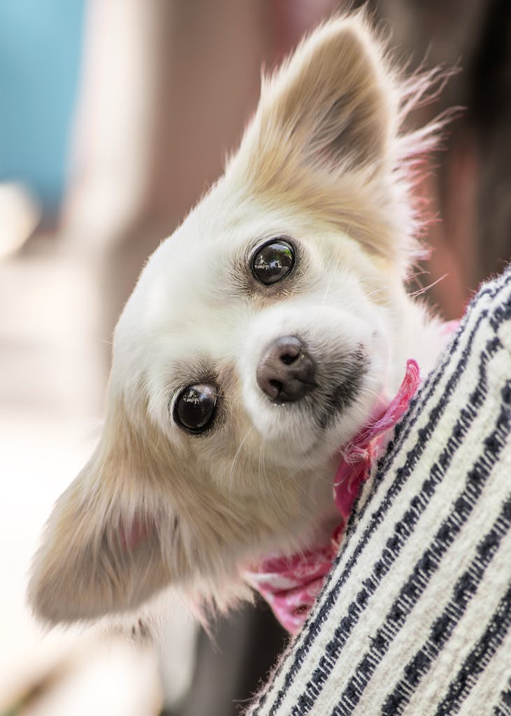 Free stock photo of adorable puppy, animal cuteness, cute