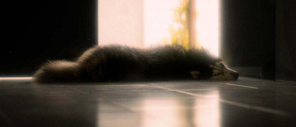 Free stock photo of calm, dog, floor