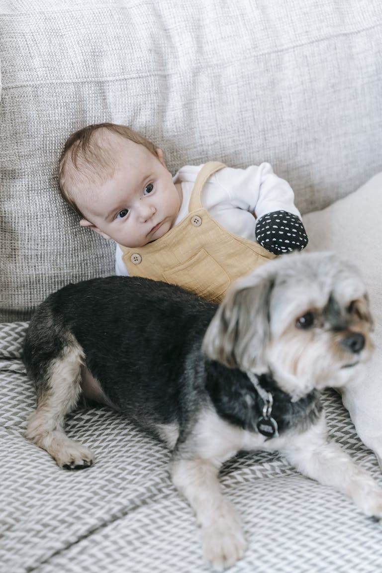 From above of Morkie dog and adorable baby lying together on soft couch