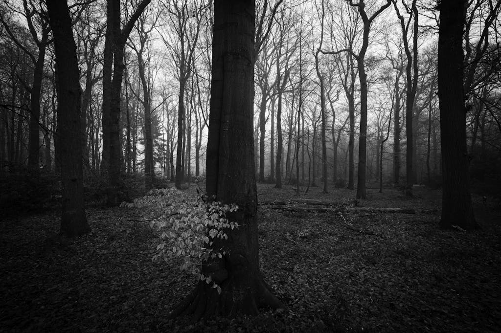 Gloomy forest silhouette in winter, Assen, Netherlands.